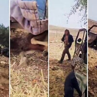 An ATV driven by a settler runs over sheep in the West Bank, May 17, 2026. (Screenshots/X, used in accordance with Clause 27a of the Copyright Law)