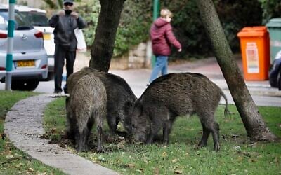 Wild boars gather in a residential area in the northern Israeli city of Haifa on December 5, 2019 (Menahem Kahana/ AFP)