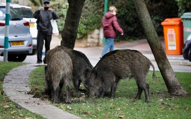 Wild boars gather in a residential area in the northern Israeli city of Haifa on December 5, 2019 (Menahem Kahana/ AFP)