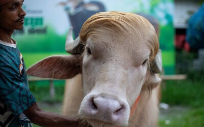 A caretaker attends to an albino buffalo nicknamed, 'Donald Trump,' that was for sale, on May 17, 2026, ahead of Eid al-Adha, at a livestock farm in Narayanganj, Bangladesh. (Salahuddin AHMED / AFP)