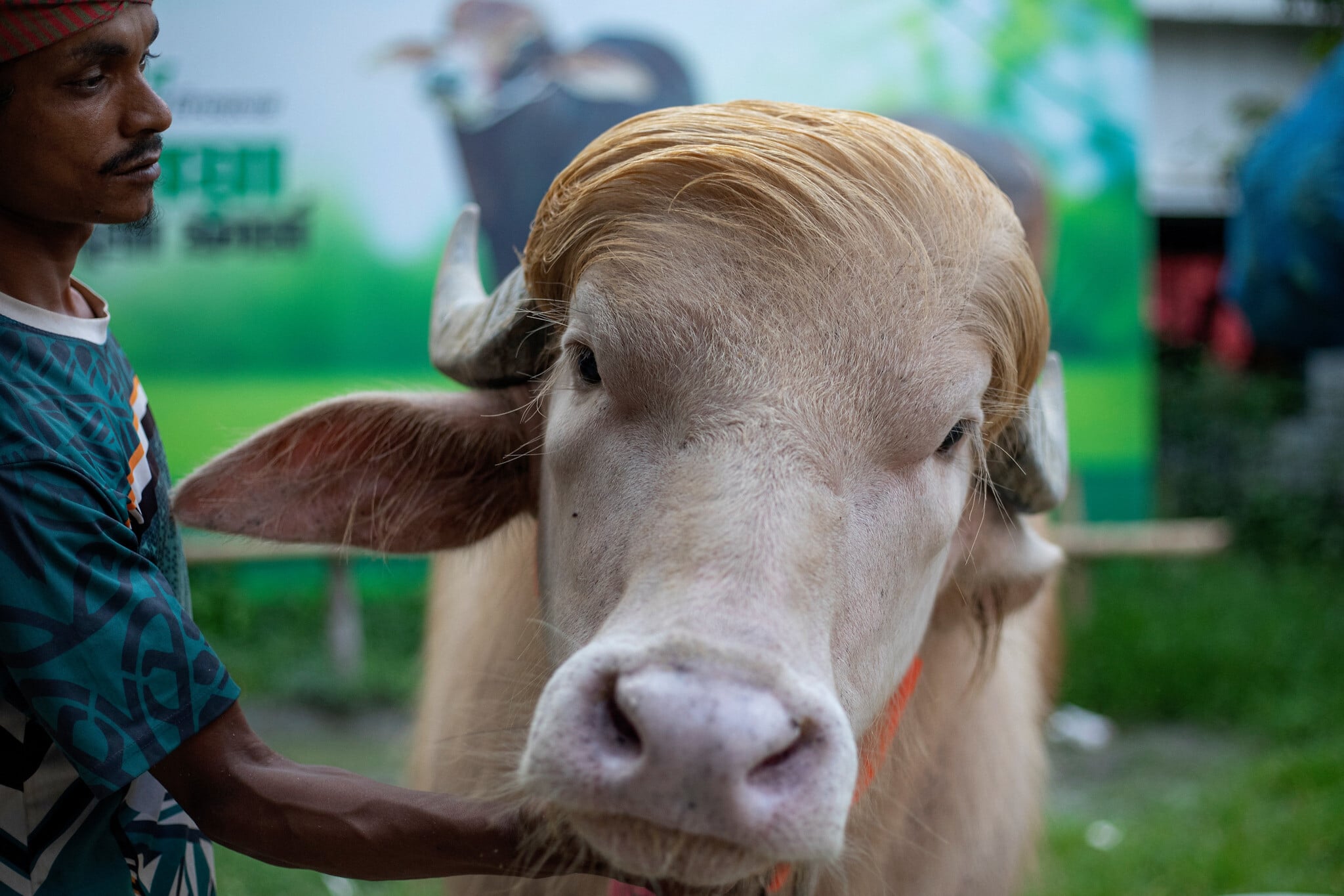 Bangladesh spares albino ‘Donald Trump’ buffalo from Eid sacrifice