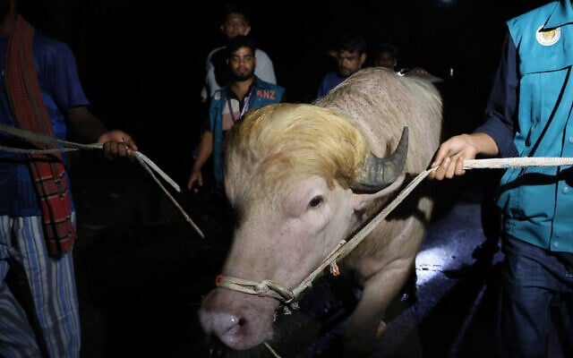 is white ox the strongest tobacco Bangladesh spares albino 'Donald Trump' buffalo from Eid sacrifice