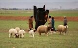 Exposing themselves to the danger of unexploded ordnance, shepherd boys inspect an unexploded Iranian projectile that landed in an open field on the outskirts of Qamishli, eastern Syria, March 4, 2026. (AP/Baderkhan Ahmad)