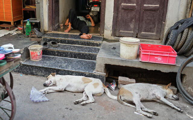 A man sleeps in the doorway of his house as stray dogs sprawl in the shade on the street on a hot afternoon in Lucknow, India, Wednesday, May 20, 2026. (AP/Rajesh Kumar Singh) A man sleeps in the doorway of his house as stray dogs sprawl in the shade on the street on a hot afternoon in Lucknow, India, Wednesday, May 20, 2026. (AP/Rajesh Kumar Singh)