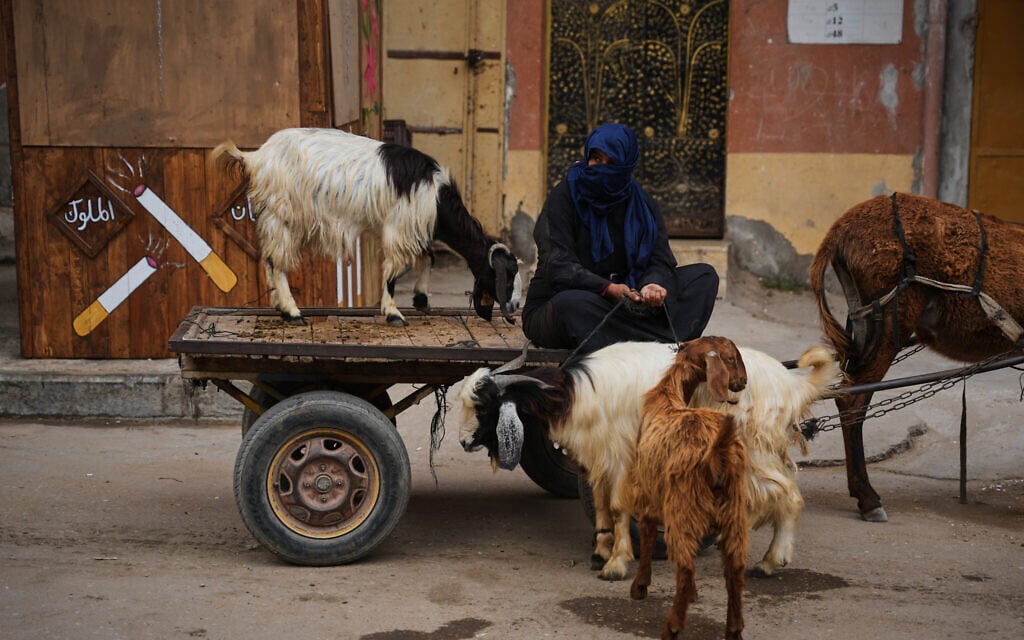 Vendors bring their goats to a livestock market ahead of the upcoming Eid al-Adha holiday in Deir al-Balah, Gaza Strip, May 25, 2026. (AP Photo/Abdel Kareem Hana)