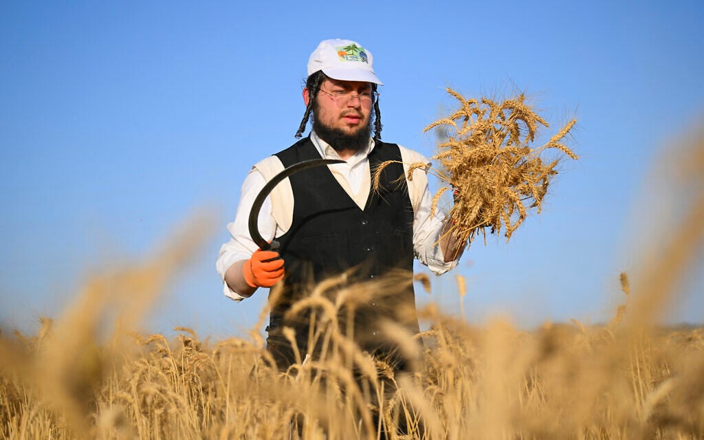Ultra-Orthodox Jews follow an ancient Biblical command and harvest wheat at a field near Modi'in, May 14, 2026, They will store the wheat for almost a year and then use it to grind flour to make unleavened bread for the week-long Passover festival. Photo by Mendy Hechtman/Flash90 *** Local Caption *** קציר חיטים
יהודי
 יהדות
 חרד
חרדים
קמח
מצה
 מגל 
קציר
 חרדי
חרדים