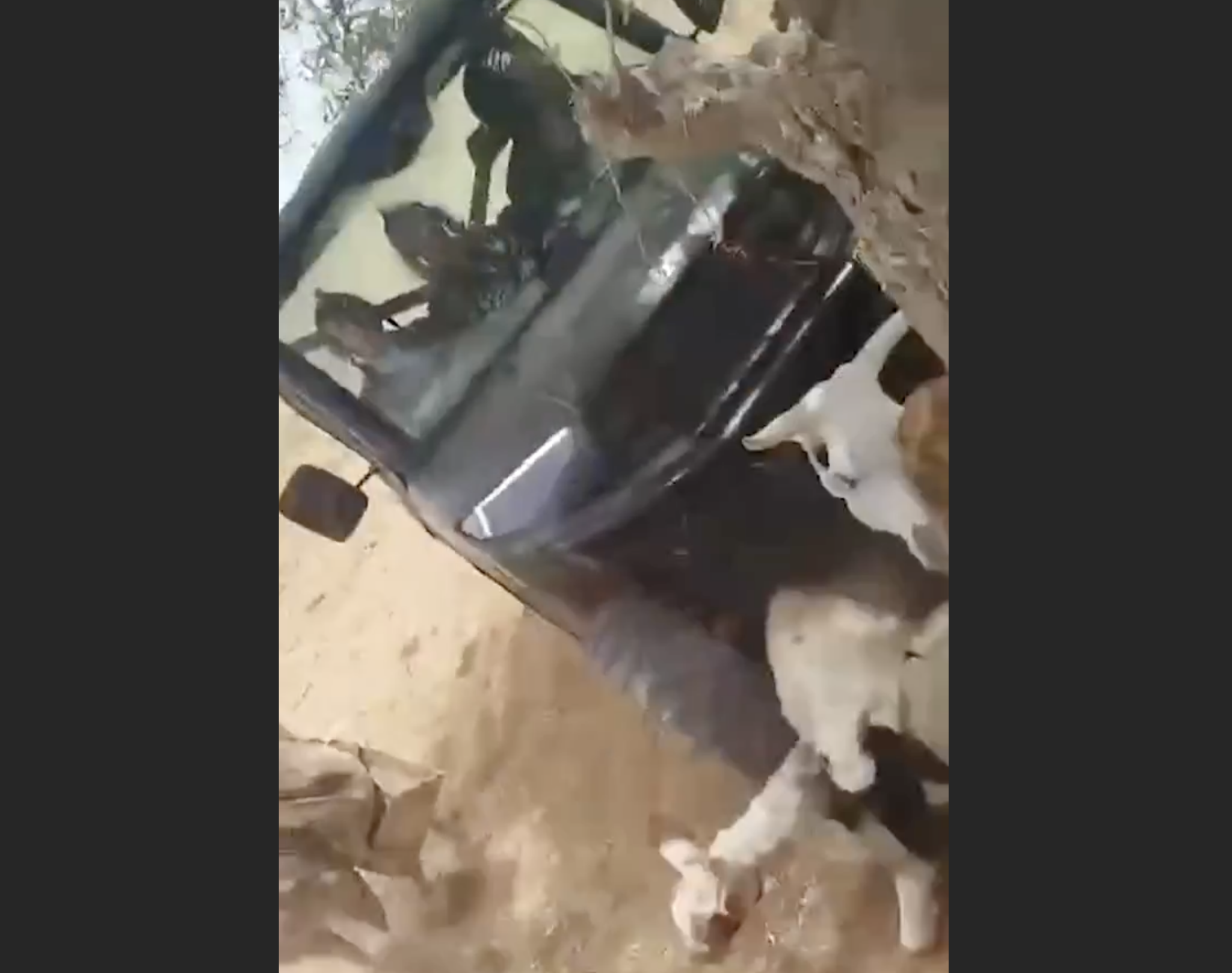 Police investigating after West Bank settler filmed running over sheep with ATV