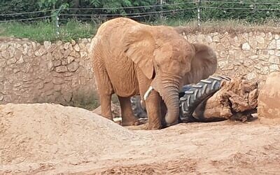 Bahati, with one of her beloved tires. (Ramat Gan Safari)