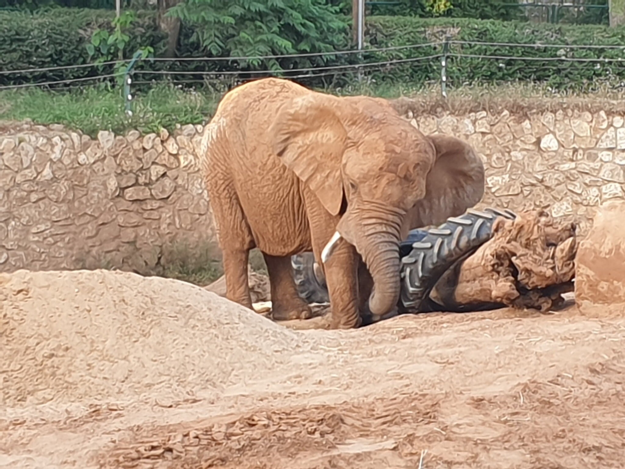 Ramat Gan Safari bids farewell to Bahati, iconic 65-year-old elephant