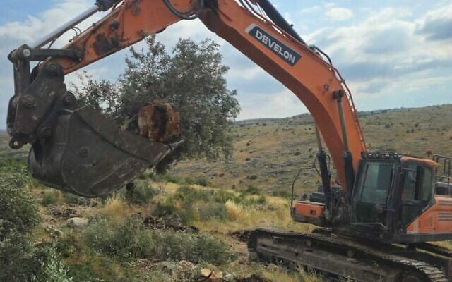 A Civil Administration excavator uproots a Palestinian olive tree in the northern West Bank, May 7, 2026. (Courtesy)