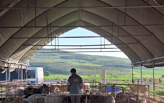 Tending the sheep at the Lahav Farm. (Keshet Ben Muvchar)