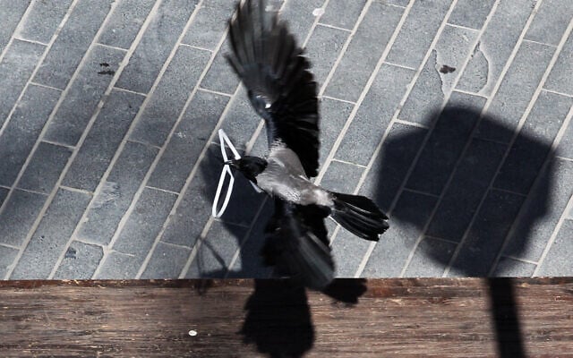 An urban crow collects plastic to build its nest in the city center of Jerusalem. March 6, 2013. (Nati Shohat/ Flash90/ File) An urban crow collects plastic to build its nest in the city center of Jerusalem. March 6, 2013. (Nati Shohat/ Flash90/ File)