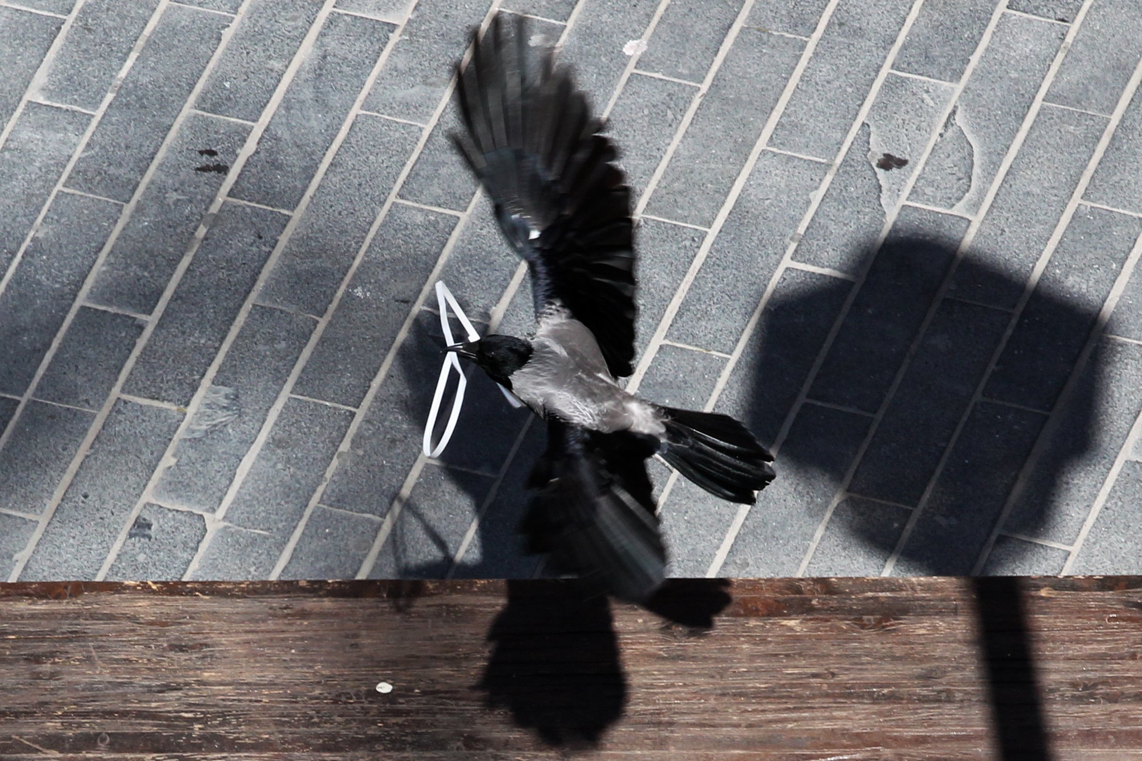 Bullying crows attack children, parents at Tel Aviv kindergarten