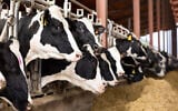 Illustrative image of Holstein dairy cows. (JackF, iStock by Getty Images)