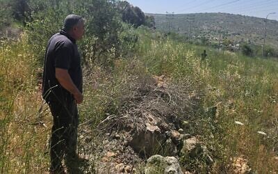 Khaled Shamlawi near uprooted olive trees in the West Bank village of Haris, on May 13, 2026. (Nurit Yohanan/Times of Israel)