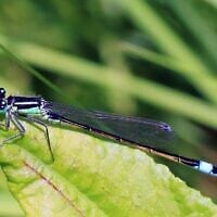 An adult male blue-tailed damselfly. (Charles J. Sharp, Sharp Photography, CC BY-SA 3.0, Wikimedia Commons)