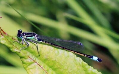 An adult male blue-tailed damselfly. (Charles J. Sharp, Sharp Photography, CC BY-SA 3.0, Wikimedia Commons)