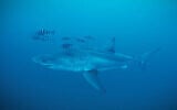 A Great White shark spotted in the Strait of Sicily, in the Mediterranean Sea, in late May. (Healthy Seas/SDSS/GhostDiving screenshot)