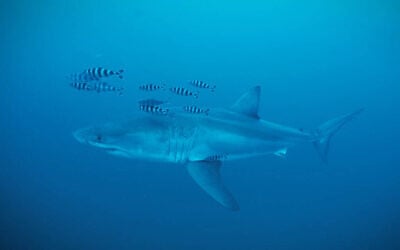 A Great White shark spotted in the Strait of Sicily, in the Mediterranean Sea, in late May. (Healthy Seas/SDSS/GhostDiving screenshot)