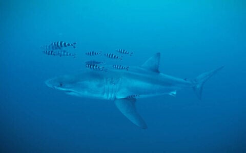 A Great White shark spotted in the Strait of Sicily, in the Mediterranean Sea, in late May. (Healthy Seas/SDSS/GhostDiving screenshot)