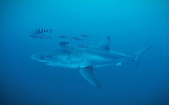A Great White shark spotted in the Strait of Sicily, in the Mediterranean Sea, in late May. (Healthy Seas/SDSS/GhostDiving screenshot) A Great White shark spotted in the Strait of Sicily, in the Mediterranean Sea, in late May. (Healthy Seas/SDSS/GhostDiving screenshot)