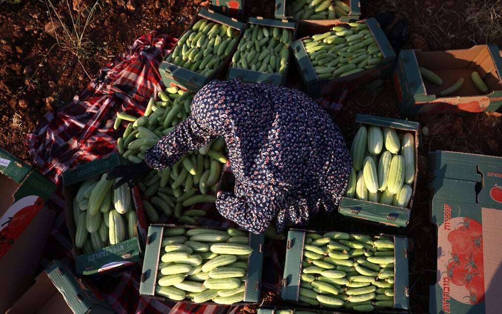 A Palestinian woman arranges freshly picked Cucumis melo flexuosus, or Armenian cucumbers, into crates to send to market, in fields near the village of Qilqes, close to the West Bank city of Hebron, on June 25, 2026. (HAZEM BADER / AFP)