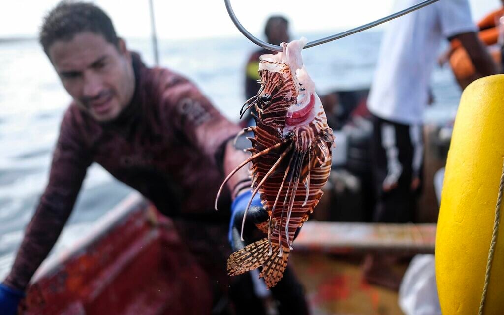 A fisherman shows a lionfish caught during the national championship for underwater fishing of red lionfish, at Los Caracolitos beach, in Higuerote, southeast of Caracas, Venezuela, Saturday, Oct. 2, 2021. (AP Photo/Matias Delacroix)