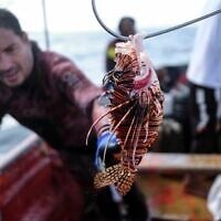 A fisherman shows a lionfish caught during the national championship for underwater fishing of red lionfish, at Los Caracolitos beach, in Higuerote, southeast of Caracas, Venezuela, Saturday, Oct. 2, 2021. (AP Photo/Matias Delacroix)