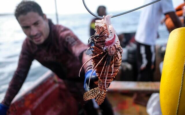 A fisherman shows a lionfish caught during the national championship for underwater fishing of red lionfish, at Los Caracolitos beach, in Higuerote, southeast of Caracas, Venezuela, Saturday, Oct. 2, 2021. (AP Photo/Matias Delacroix) A fisherman shows a lionfish caught during the national championship for underwater fishing of red lionfish, at Los Caracolitos beach, in Higuerote, southeast of Caracas, Venezuela, Saturday, Oct. 2, 2021. (AP Photo/Matias Delacroix)