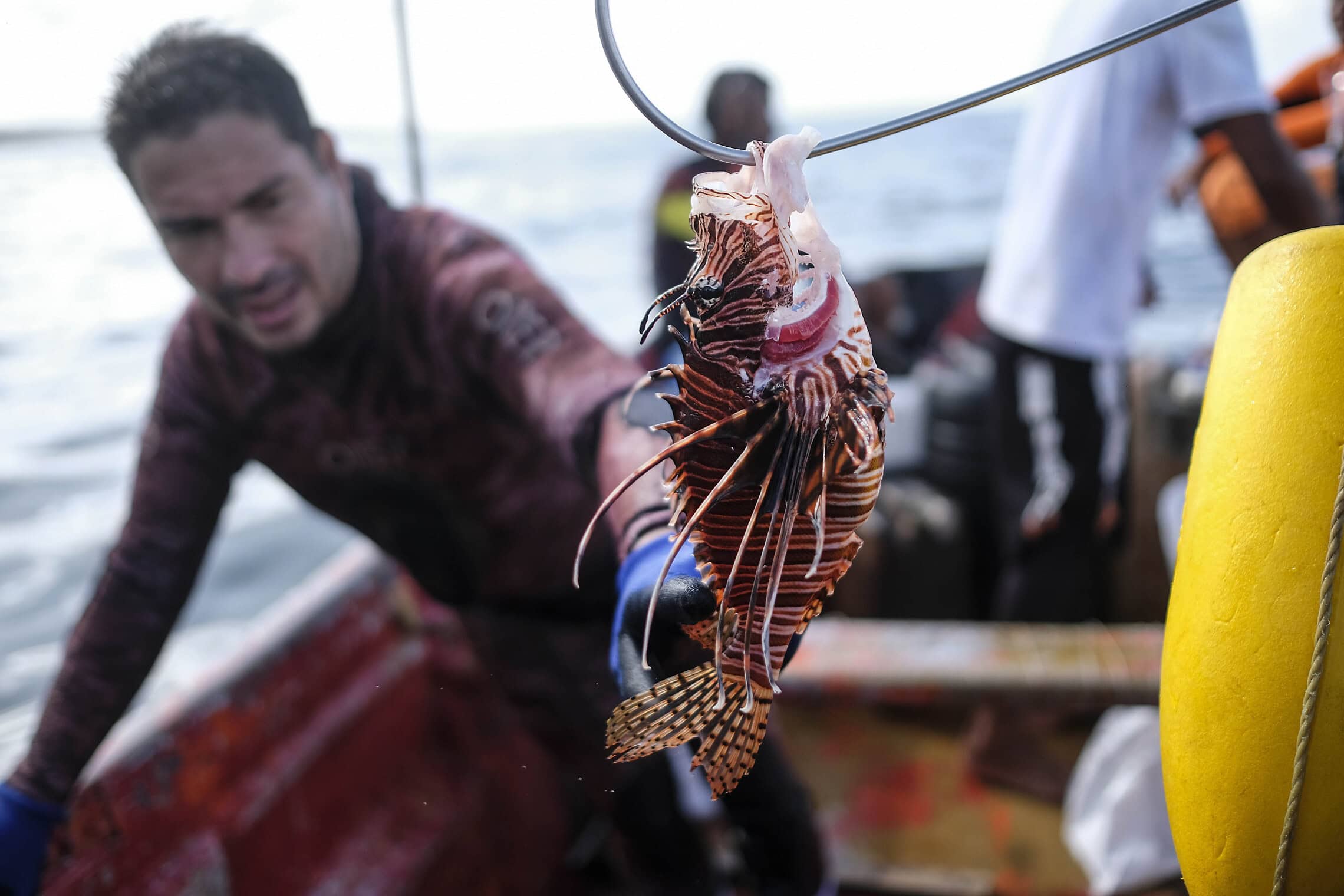 The hunt for the red lionfish — a beautiful and dangerous invader