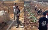 A settler watches as his sheep graze on Palestinian land in the village of Sinjil, in the West Bank, on June 20, 2026. (Screenshots: X, used in accordance with Clause 27a of the Copyright Law)