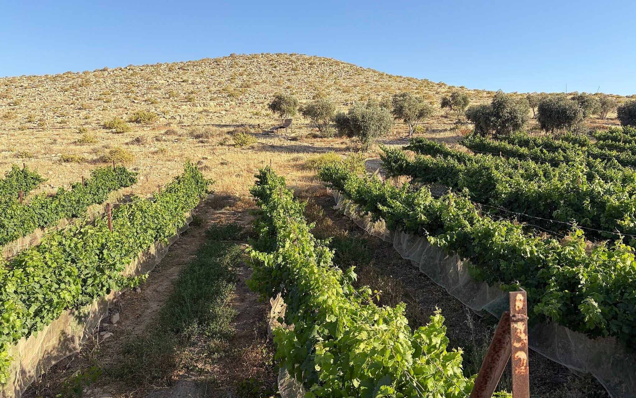 Vineyards in Carmey Avdat in the Negev on May 24, 2026 (Jessica Steinberg/Times of Israel) Vineyards in Carmey Avdat in the Negev on May 24, 2026 (Jessica Steinberg/Times of Israel)
