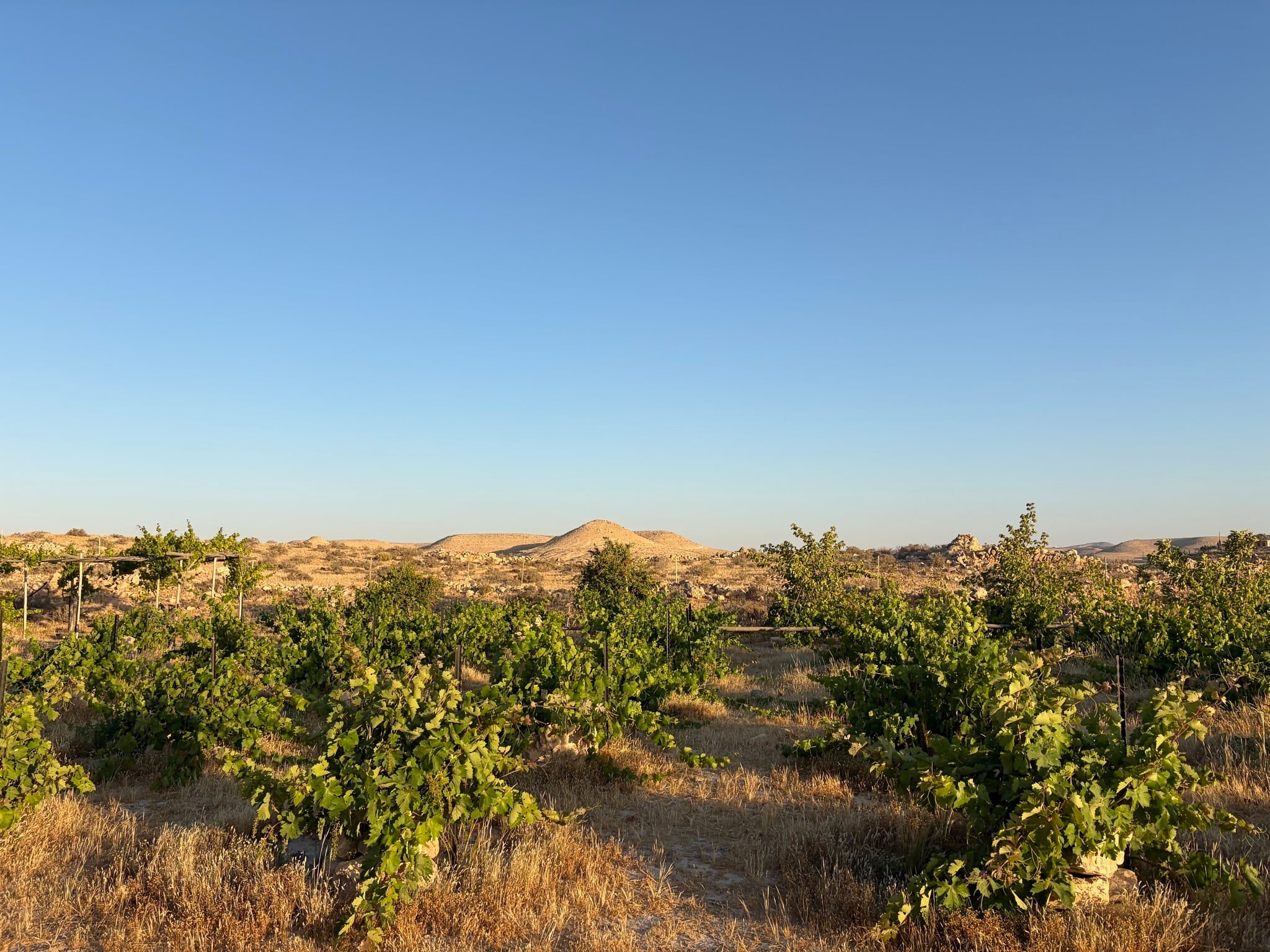 An ancient vineyard is revived in Avdat National Park, shown here on May 24, 2026 (Jessica Steinberg/Times of Israel) An ancient vineyard is revived in Avdat National Park, shown here on May 24, 2026 (Jessica Steinberg/Times of Israel)