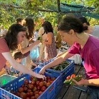 Browsing vegetables for sale at Lira Shapira's Tel Hubbes garden in south Tel Aviv, May 28, 2026. (Sue Surkes/Times of Israel)