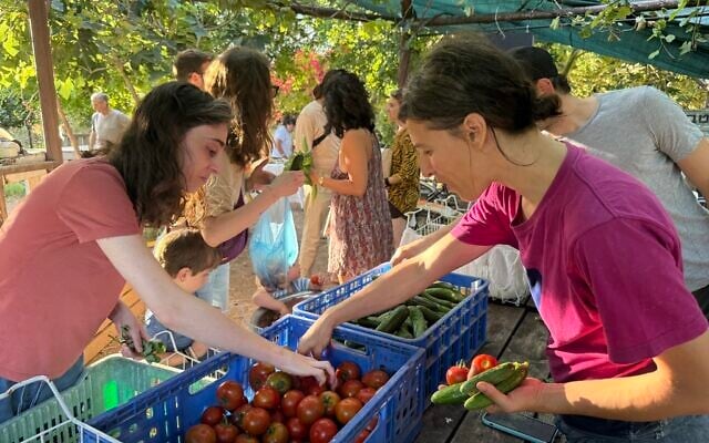 Browsing vegetables for sale at Lira Shapira's Tel Hubbes garden in south Tel Aviv, May 28, 2026. (Sue Surkes/Times of Israel)