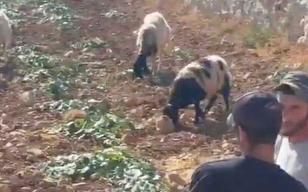 A settler watches as his sheep graze on Palestinian land in the village of Sinjil, in the West Bank, on June 20, 2026. (Screenshot: X, used in accordance with Clause 27a of the Copyright Law)