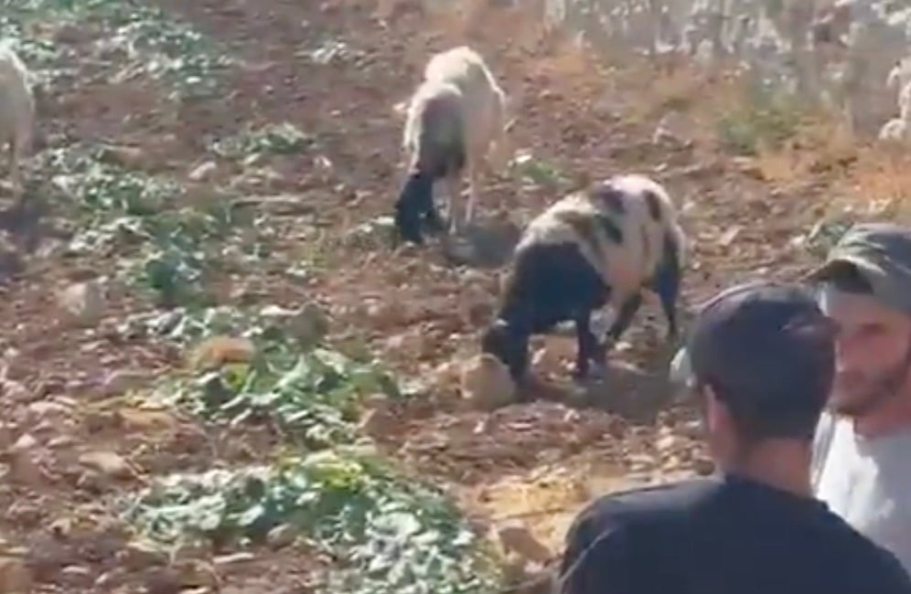 Settlers filmed grazing livestock inside Palestinian village in central West...