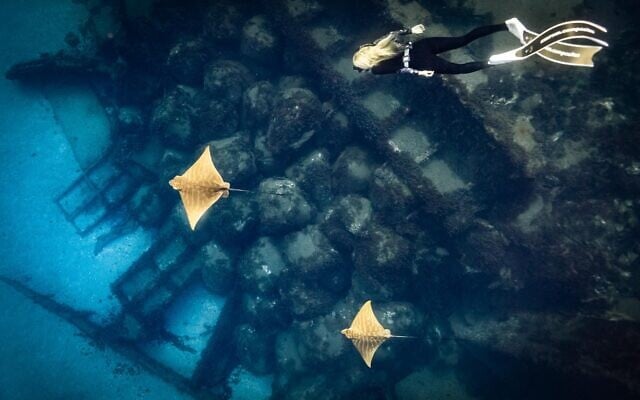 Arik Zinger won third prize in a contest organized by the Society for the Protection of Nature in Israel for this photograph of bullrays in the Mediterranean Sea, swimming above a shipwreck, as a diver follows them, June 9, 2026. (Arik Zinger/Society for the Protection of Nature in Israel)