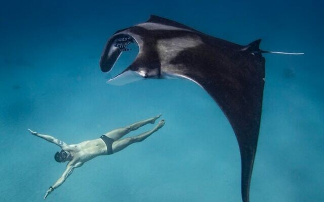 Yuval Tina's photograph 'Angel in Blue,' won first prize in a contest organized by the Society for the Protection of Nature in Israel. It depicts a giant devil ray swimming just above a swimmer in southern Israel's Gulf of Eilat, June 9, 2026. (Yuval Tina/Society for the Protection of Nature in Israel)