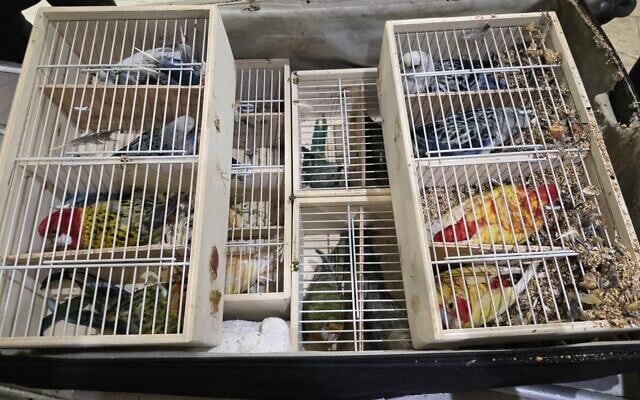 Rare parrots caught being smuggled into Israel at Ben Gurion Airport, in a photo released June 15, 2026. (Israeli Customs)