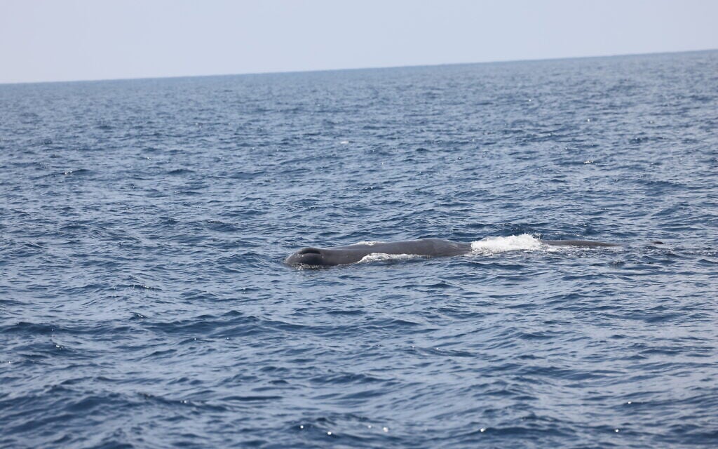 The body of one of two sperm whales spotted off Israel's southern coast on June 8, 2026. (Aviad Scheinin)