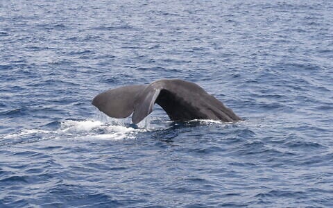 The tail of one of two sperm whales spotted off Israel's southern coast on June 8, 2026. (Maya Elasar, Delphis)