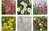 Flowering wild plants that were tested for drought both as individual species growing alone, and in a group. From top left to bottom right: Palestine catchfly, Israel marigold, purple clover, spring groundsel, common oat, and a mixed-species community containing all five species. (Barel Tsafon)