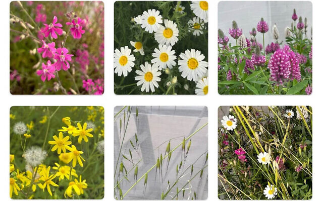 Flowering wild plants that were tested for drought both as individual species growing alone, and in a group. From top left to bottom right: Palestine catchfly, Israel marigold, purple clover, spring groundsel, common oat, and a mixed-species community containing all five species. (Barel Tsafon) Flowering wild plants that were tested for drought both as individual species growing alone, and in a group. From top left to bottom right: Palestine catchfly, Israel marigold, purple clover, spring groundsel, common oat, and a mixed-species community containing all five species. (Barel Tsafon)