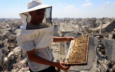 A Palestinian beekeeper holds a beehive frame while inspecting hives installed on top of a ruined building, amid widespread destruction and a shortage of space, in Gaza City, June 25, 2026. (Ebrahim Hajjaj/Reuters)