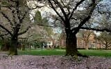 Cherry blossom trees on the campus of Reed College in Portland, Oregon, March 31, 2020. (Mukilteoedits via Creative Commons via JTA)