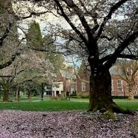 Cherry blossom trees on the campus of Reed College in Portland, Oregon, March 31, 2020. (Mukilteoedits via Creative Commons via JTA)