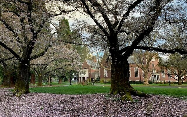 Cherry blossom trees on the campus of Reed College in Portland, Oregon, March 31, 2020. (Mukilteoedits via Creative Commons via JTA) Cherry blossom trees on the campus of Reed College in Portland, Oregon, March 31, 2020. (Mukilteoedits via Creative Commons via JTA)
