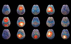 Israeli NeuroAI startup Hemispheric builds an AI model to decipher the language of the brain. (Courtesy of David Garb)