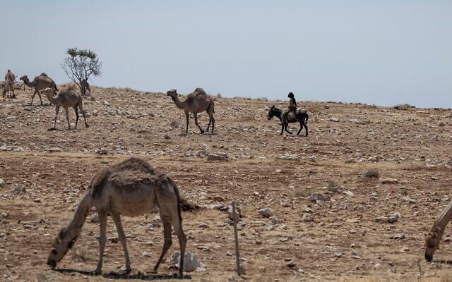 An Israel right-wing settler rides his donkey as he herds his camels close to a road in the West Bank, east of the Palestinian city of Ramallah on June 22, 2026 (ilia YEFIMOVICH / AFP)